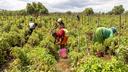 Cueillette de tomates dans la province de Karatu, en Tanzanie. La transformation de l’aide au développement est à l’agenda de la présidence française du G7.