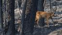 Une biche surprise dans une forêt brûlée près du Temple, en Gironde.