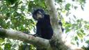 Le likweli, ou Colobus congoensis, vit dans la forêt tropicale.