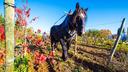 Dans les vignes, le cheval de trait fait son retour.