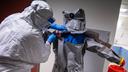 Des médecins retirent leurs combinaisons antivirus, à Berlin, le 9 juin dernier.