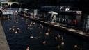 Les Parisiens se baignent dans la Seine en pleine vague de chaleur dans la capitale, le 11 juillet 2026.