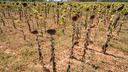 Un champ de tournesols ravagé par la vague de chaleur, des températures élevées et du manque d’eau, à Mauguio (Hérault), le 7 août 2026.