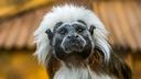 Un tamarin pinché (Saguinus oedipus).