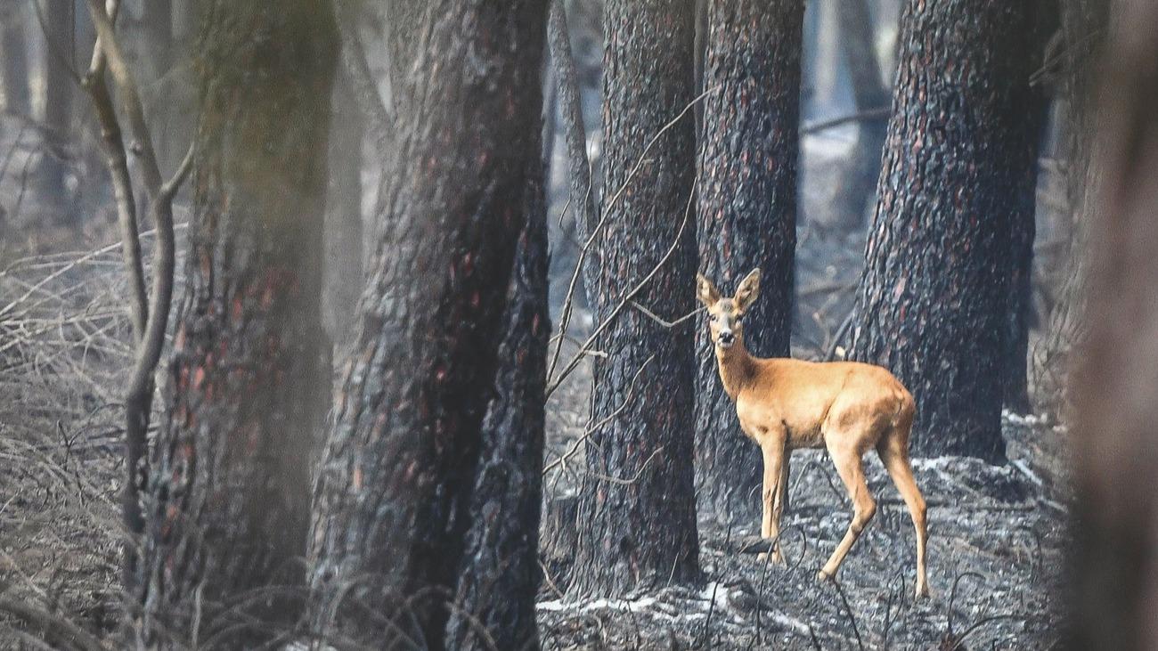 Feux de forêts : le mauvais procès fait aux chasseurs
