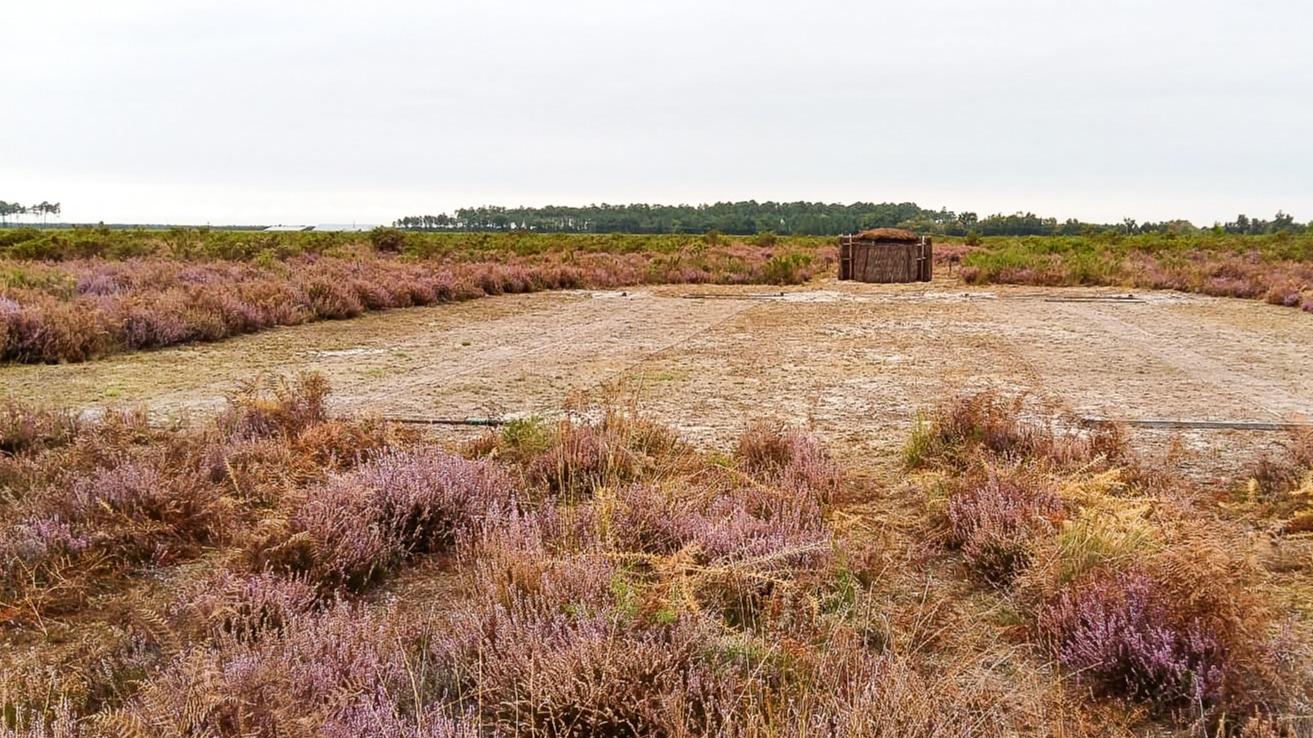 Hunters in Southwest France Rebel Against Ban on Traditional Skylark Hunting