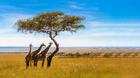 Afrique