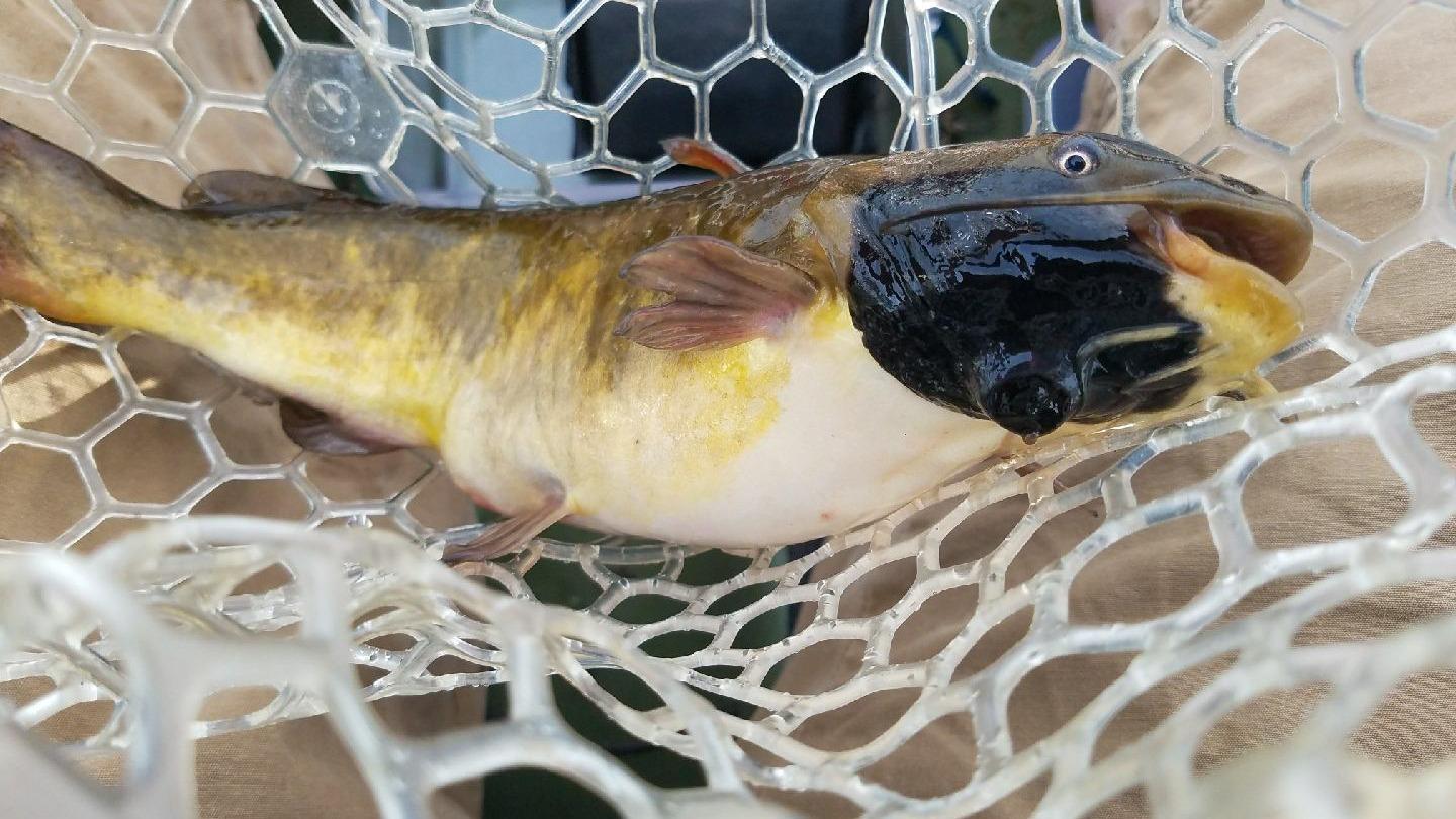 Un nouveau cas rare de cancer se transmet comme un parasite chez des poissons d’eau douce