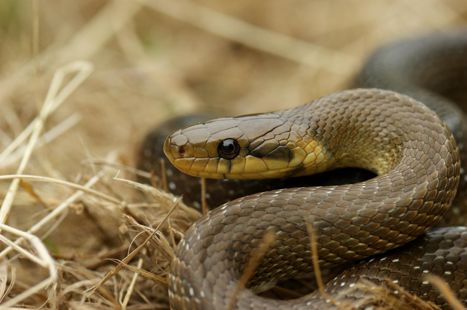 L’inquiétante disparition de presque tous les serpents de Nouvelle-Aquitaine