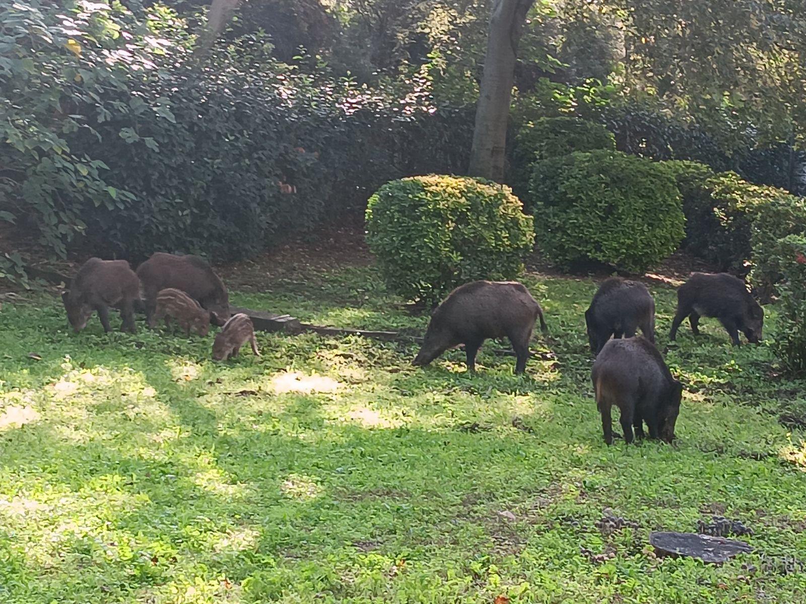 Marseille : «un gang de sangliers» s’introduit dans le parc d’une crèche