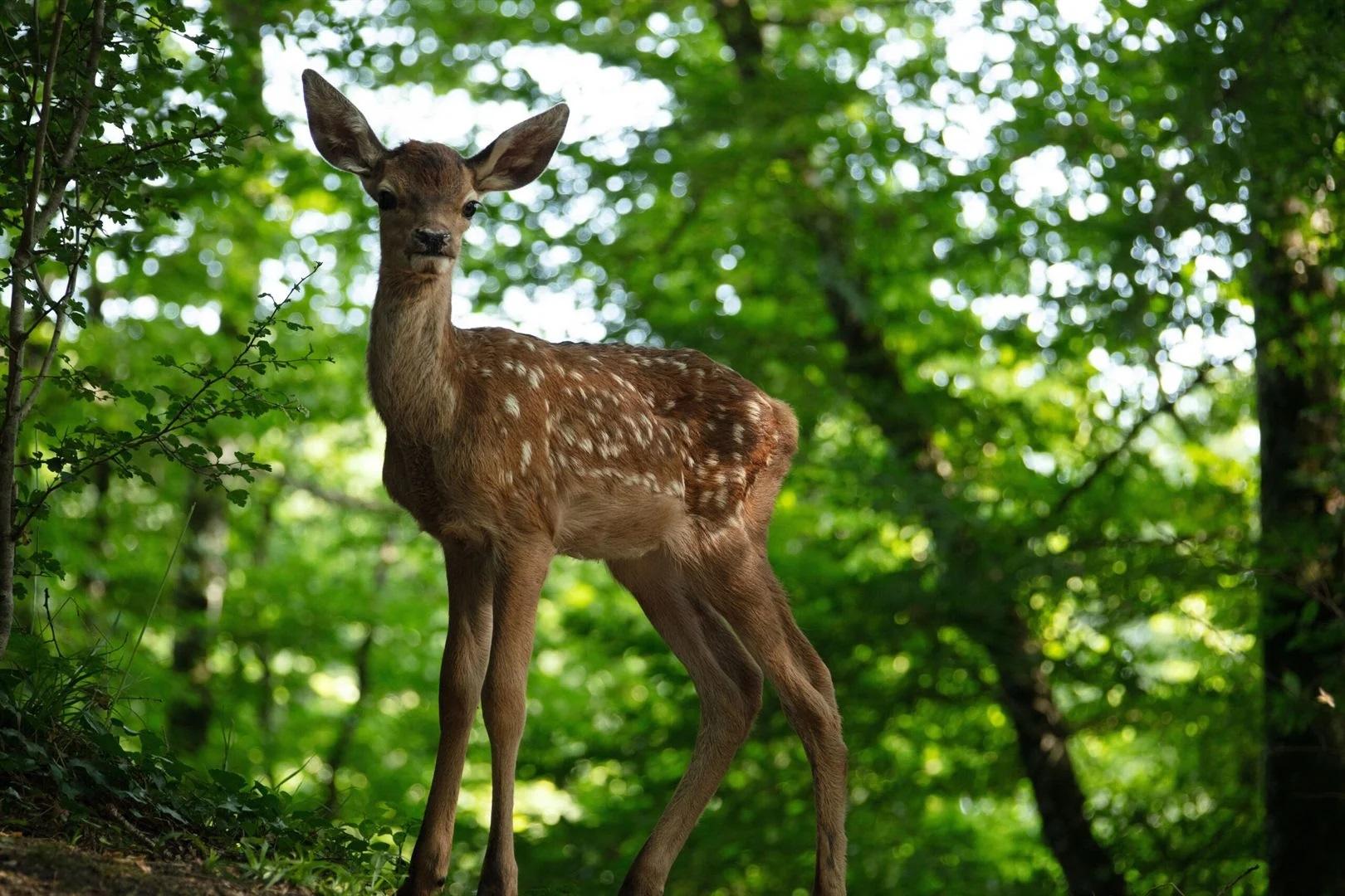 Bambi: une avant-première du film à Montreuil fait l’objet d’une pétition