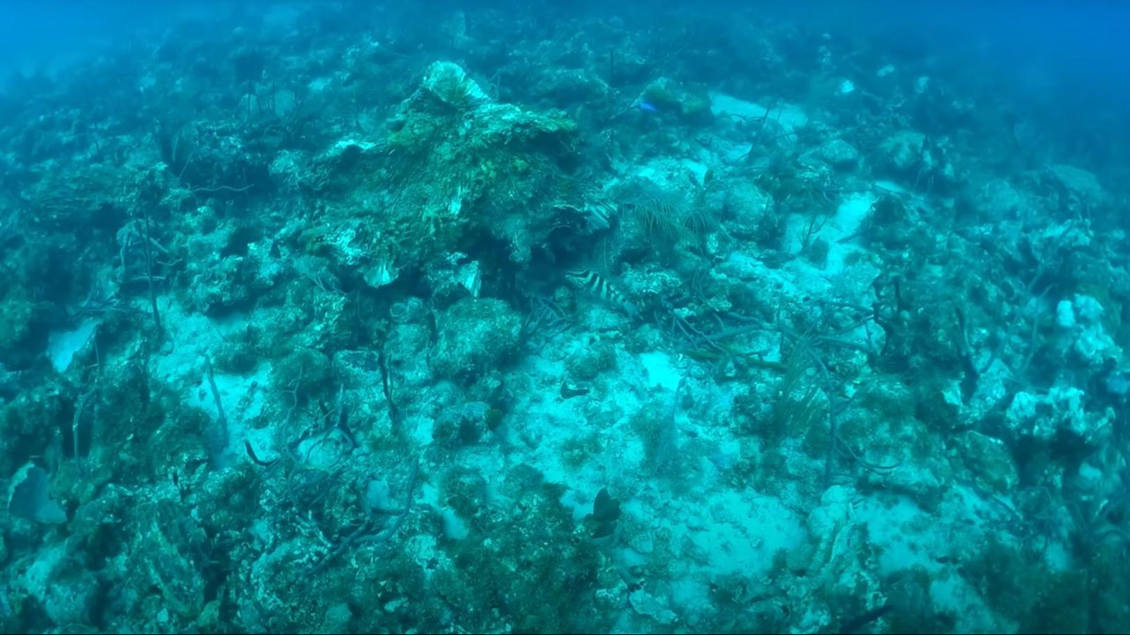 Guadeloupe : un yacht de luxe accusé d’avoir dévasté des récifs de corail en jetant l’ancre au mauvais endroit
