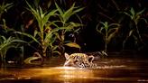Brésil : dans les forêts du Pantanal, sur les traces du jaguar