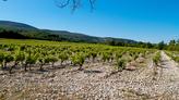 Ces 10 vins d’Ardèche dignes des grandes appellations de la vallée du Rhône, à partir de 11 euros