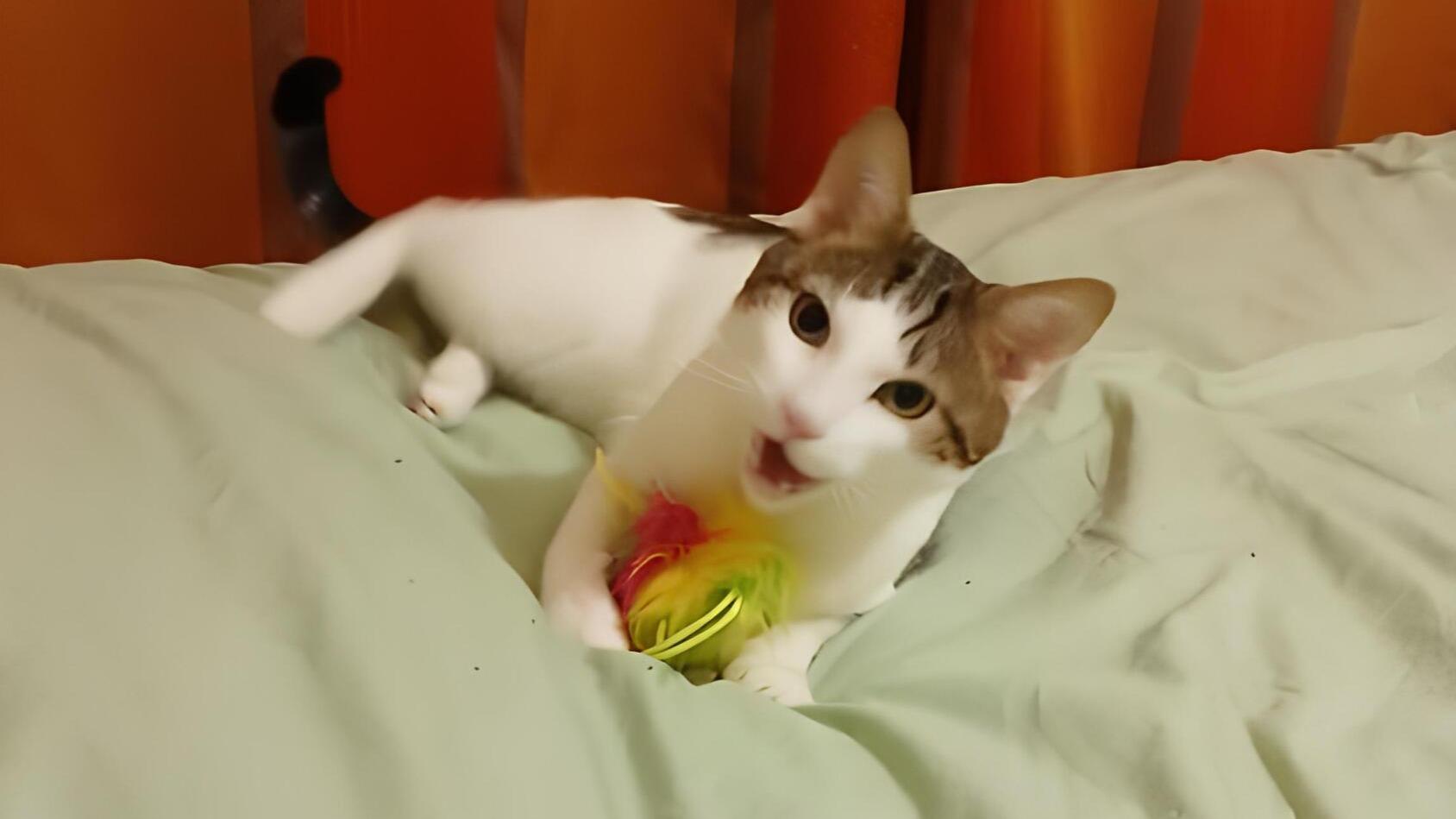 Ma vie avec Max, mon chat abandonné par ses anciens maîtres : «On s’est adapté pour ne pas lui faire peur»