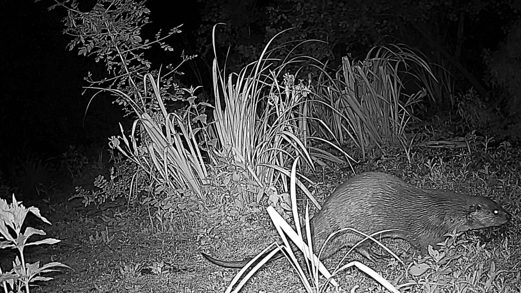 Autour de Nantes, les loutres font leur retour grâce à un nouveau sanctuaire de biodiversité