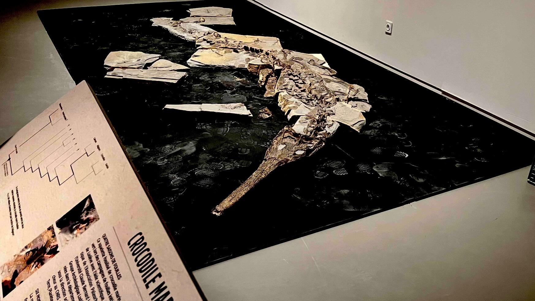When a mysterious five-meter-long giant crocodile roamed the south of France
