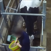 L'association L214 dénonce les conditions de vie des «vaches à hublot»