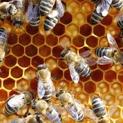 La production de miel devrait être «catastrophique» à cause du climat
