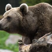 Ariège : une ONG pro-ours critique la préfète, après un effarouchement