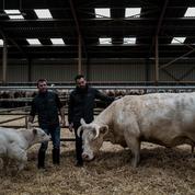 Idéale, la vache égérie du salon de l'agriculture, veut attirer les regards sur le sort des éleveurs