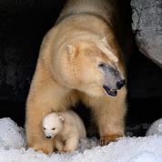 Dans l'Arctique russe, le cannibalisme en hausse chez les ours blancs