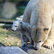L'ourse polaire Nanuq quitte le zoo de Mulhouse