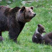 Un ours tué par balles en Ariège
