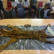 Indonésie: quatre arrestations pour braconnage de tigre de Sumatra