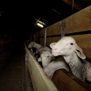 Vidéo L214 : les autorités suspendent l'agrément de l'abattoir ovin de Rodez