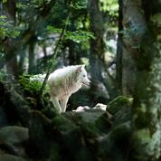 Un loup abattu début juillet dans les Hautes-Alpes