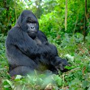Ouganda: 11 ans de prison pour avoir tué un gorille des montagnes