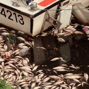 Ardennes : une plainte contre Nestlé après la mort de milliers de poissons