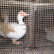 Maltraitance animale : L214 publie les images «du pire élevage» qu'elle ait eu à dénoncer dans son histoire