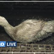 Elevage «insalubre» de canards : la vidéo de L214 est «mensongère», selon la copropriétaire
