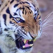 Seine-Maritime : neuf personnes en garde à vue après l'achat d'un tigre de Sumatra