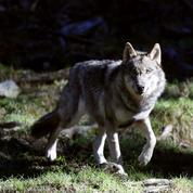 Le nombre d'abattages possibles de loups reconduit pour 2021