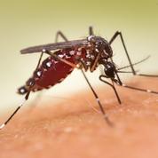 Les progrès dans la lutte contre le paludisme au point mort