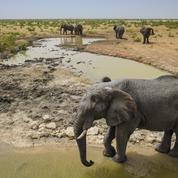 La Namibie frappée de sécheresse met en vente 170 éléphants