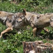 Loups échappés des Deux-Sèvres : tirs létaux autorisés dans un cas, après des prédations