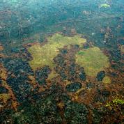 La forêt amazonienne a perdu la surface de l'Espagne en 18 ans