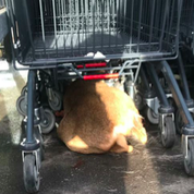 Moselle : un chevreuil traqué par des chasseurs se réfugie sur un parking de supermarché