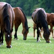 Creuse : enquête pour «sévices graves» après la découverte d'un cheval mort et mutilé