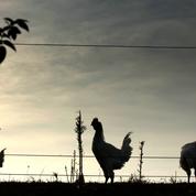 Grippe aviaire : déjà plus de 200.000 canards abattus, 400.000 en passe de l'être