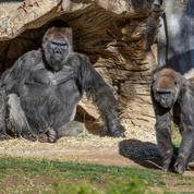 Californie: des gorilles du zoo de San Diego testés positifs au Covid-19
