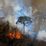 Les «fronts de déforestation» se multiplient sur la planète