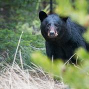 Fin des tirs d'effarouchement des ours dans les Pyrénées