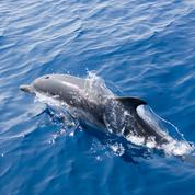 Captures de dauphins: des associations pour un moratoire d'un mois de la pêche en mer