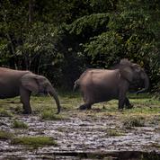 Les éléphants des forêts d'Afrique menacés d'extinction