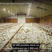 L214 dévoile des images d'un élevage de poulets du Pas-de-Calais qui veut s'agrandir